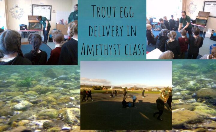 Image of Trout Egg Delivery